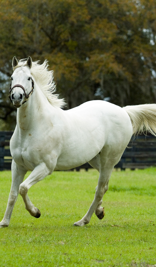 Белая красивая лошадь скачет по зеленой траве