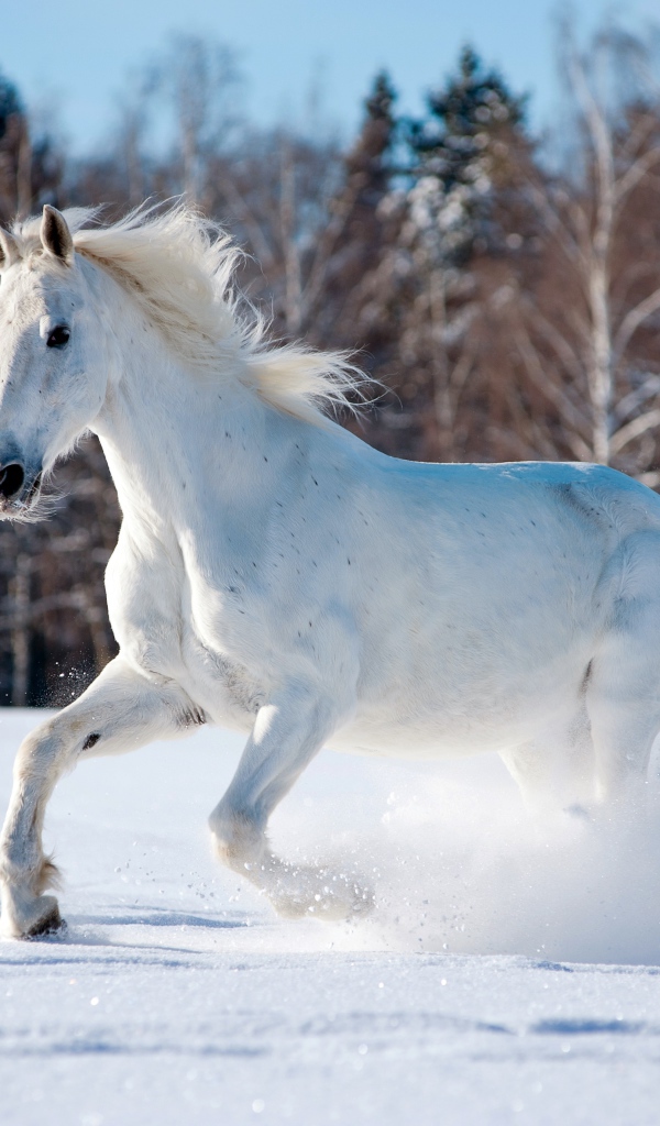 Белый конь скачет по заснеженному лесу