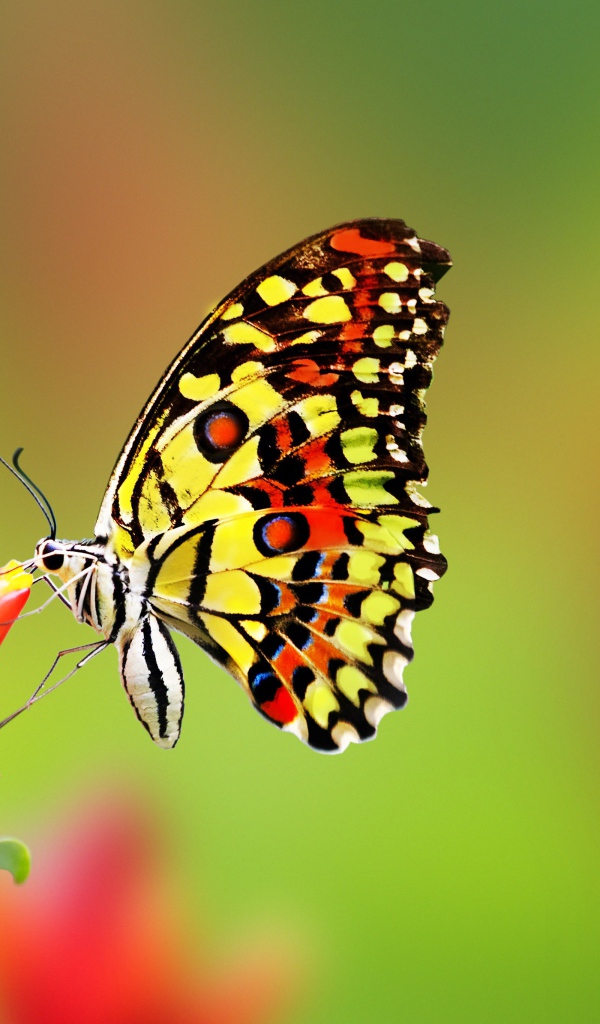 Красивая бабочка сидит на красном цветке имбиря