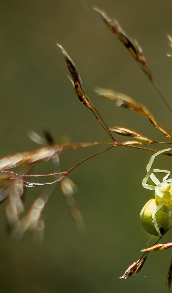 Зеленый паук висит на колоске