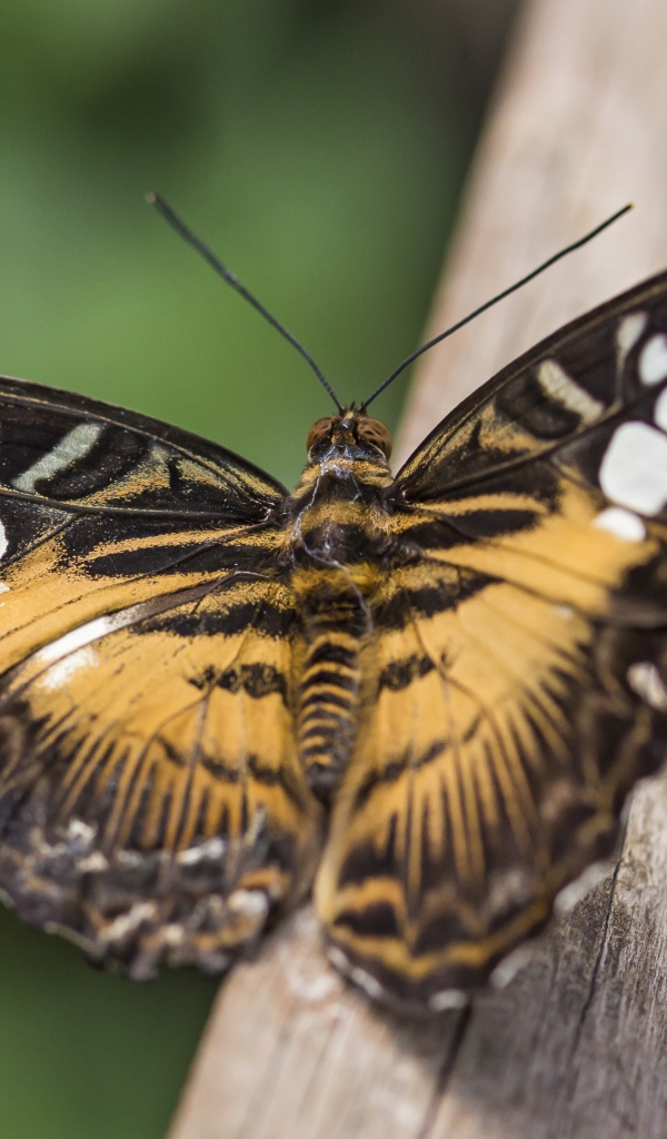Большая бабочка сидит на дереве