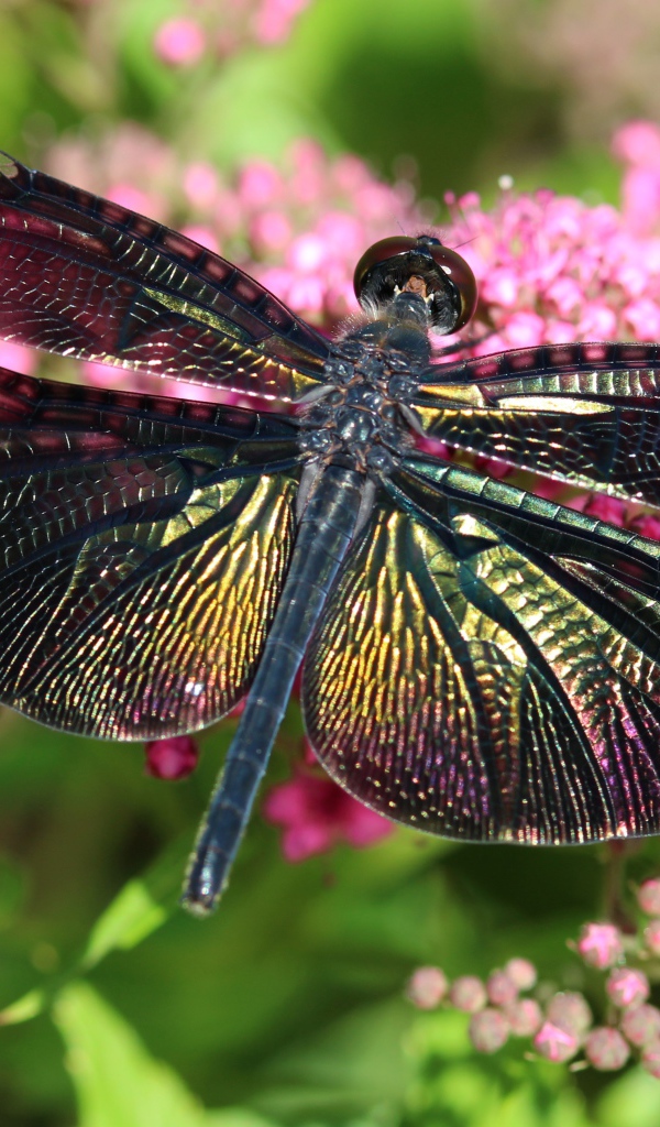 Большая стрекоза сидит на розовом цветке