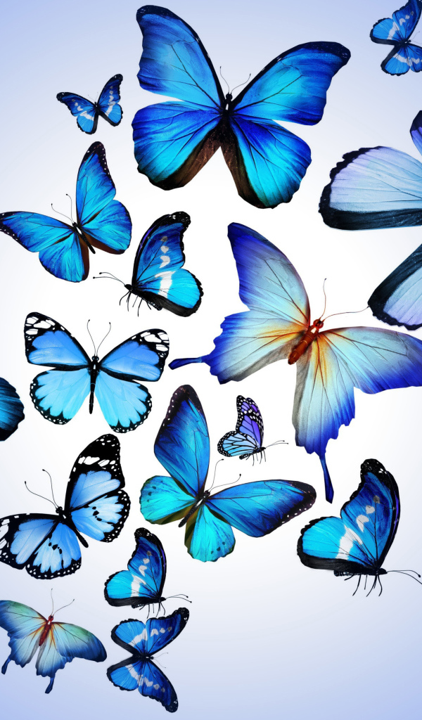 Много синих бабочек на голубом фоне