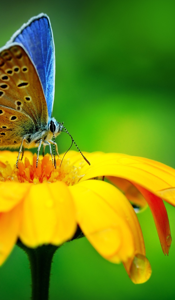 Красивая голубая бабочка сидит на оранжевом цветке