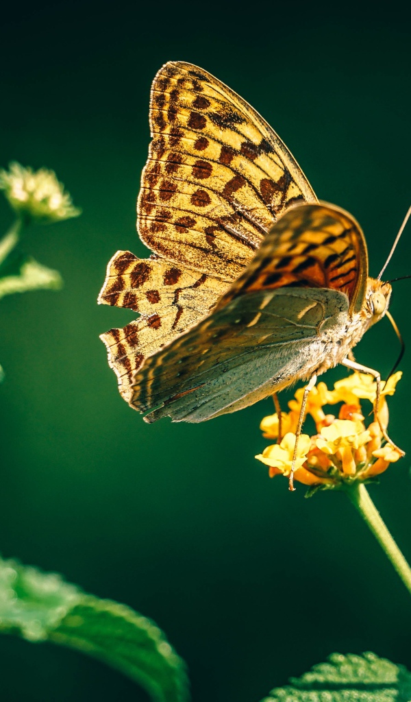 Красивая бабочка на оранжевом цветке