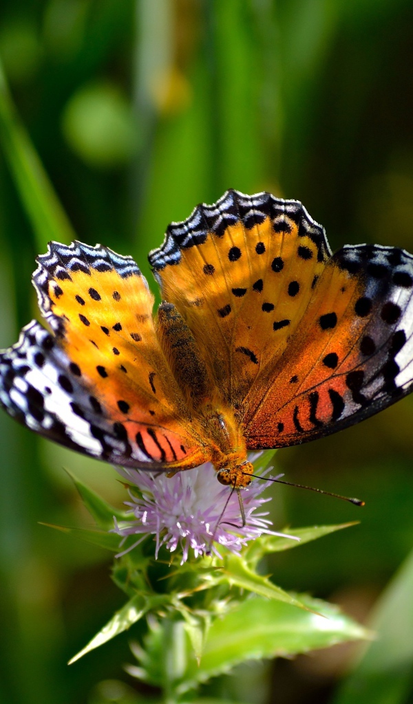 Красивая бабочка сидит на цветке чертополоха
