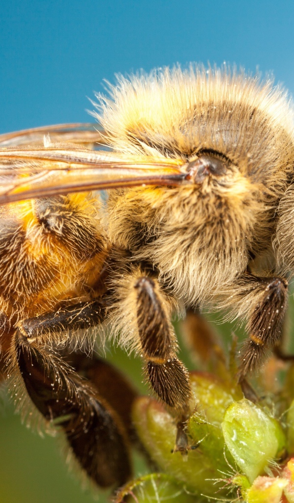 Пчела на цветке на голубом фоне крупным планом