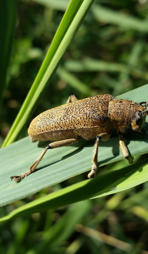 Большой жук скрипун на зеленом листе