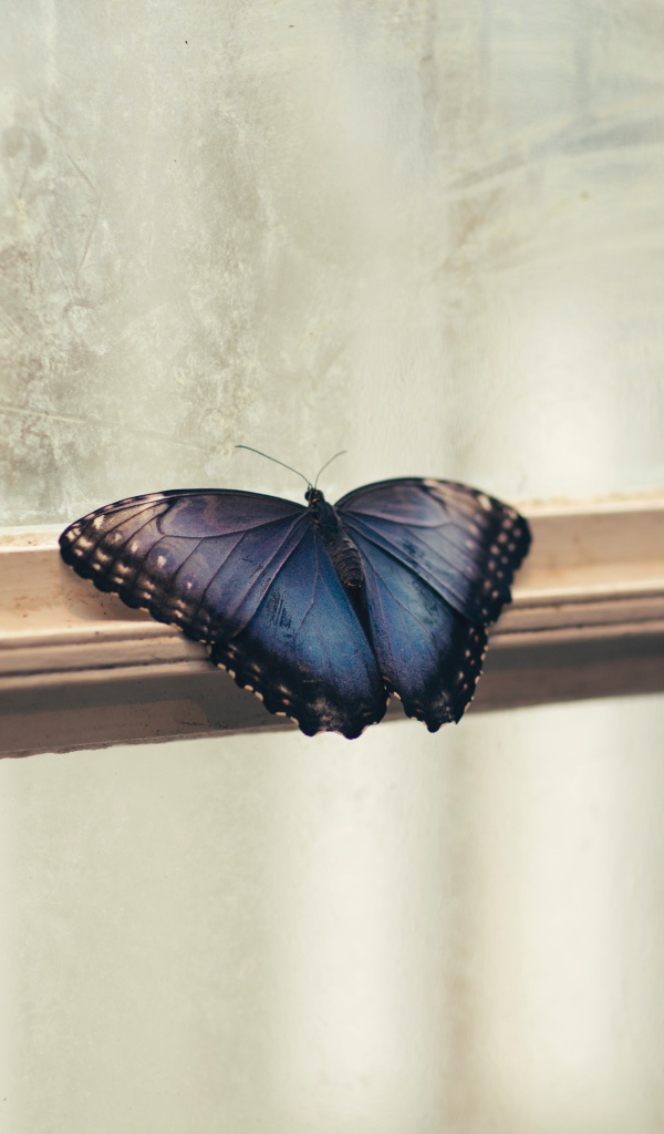 Голубая бабочка на окне