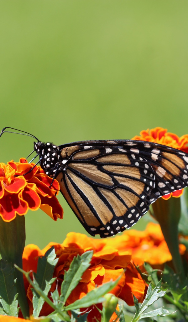 Бабочка монарх на цветке 