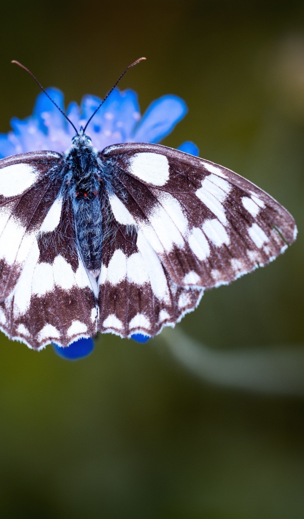 Бабочка на синем цветке крупным планом