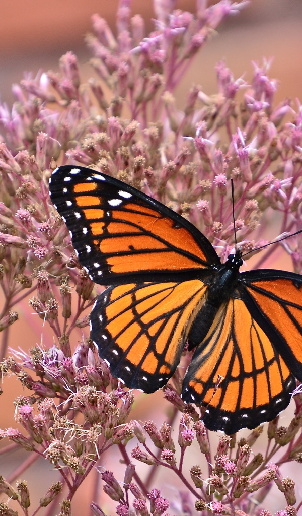 Бабочка на розовом цветке крупным планом