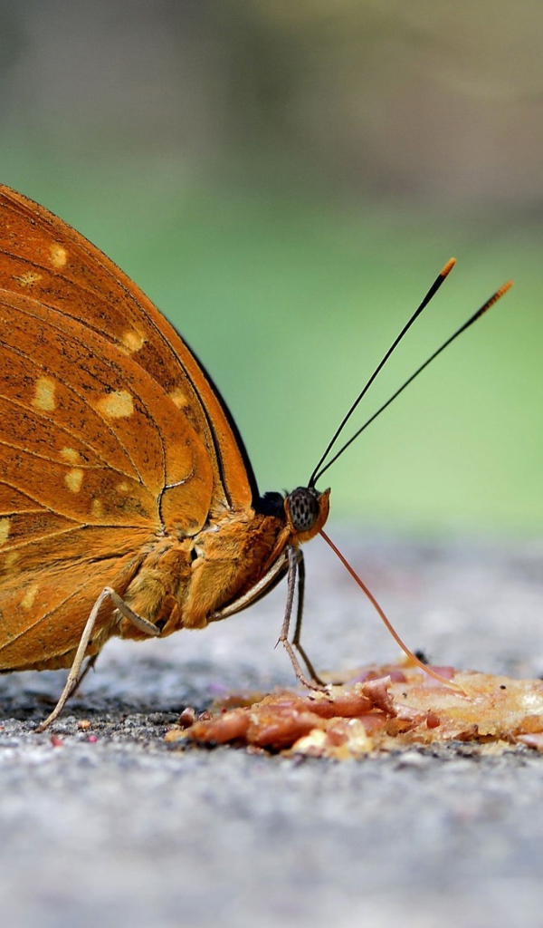 Бабочка на асфальте крупным планом