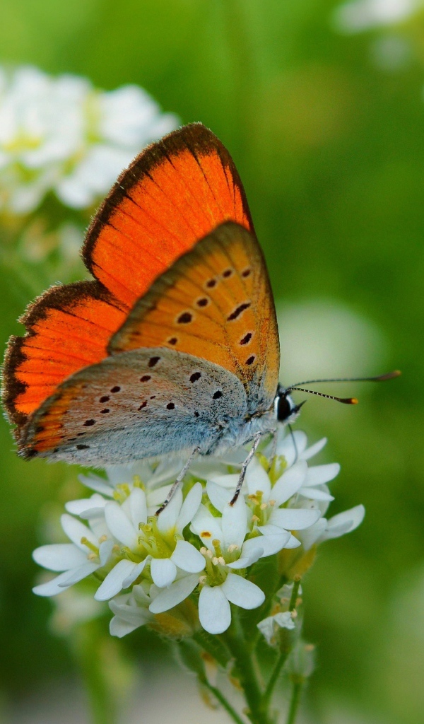 Бабочка сидит на белом цветке