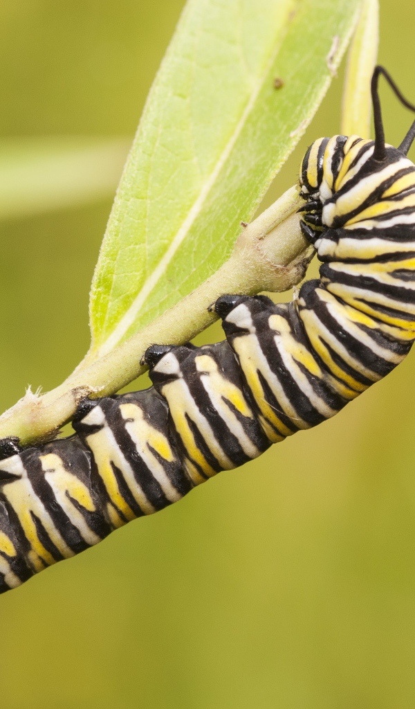 Гусеница бабочки монарх на ветке