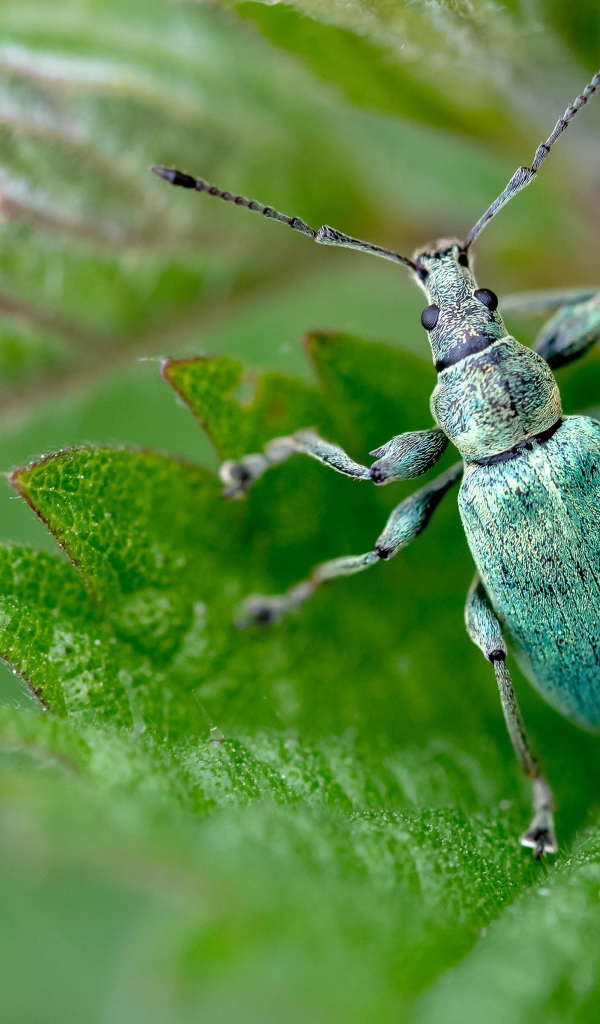 Зеленый жук листовой долгоносик крупным планом