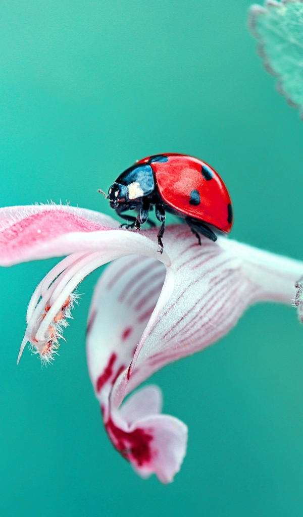 Божья коровка сидит на красивом цветке