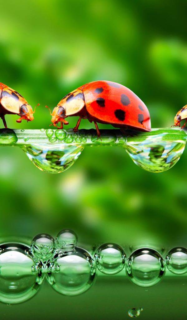 Божьи коровки на травинке с росой