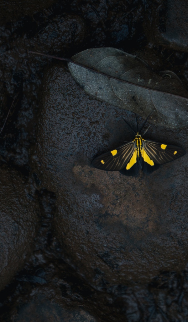 Маленькая бабочка на мокрых черных камнях