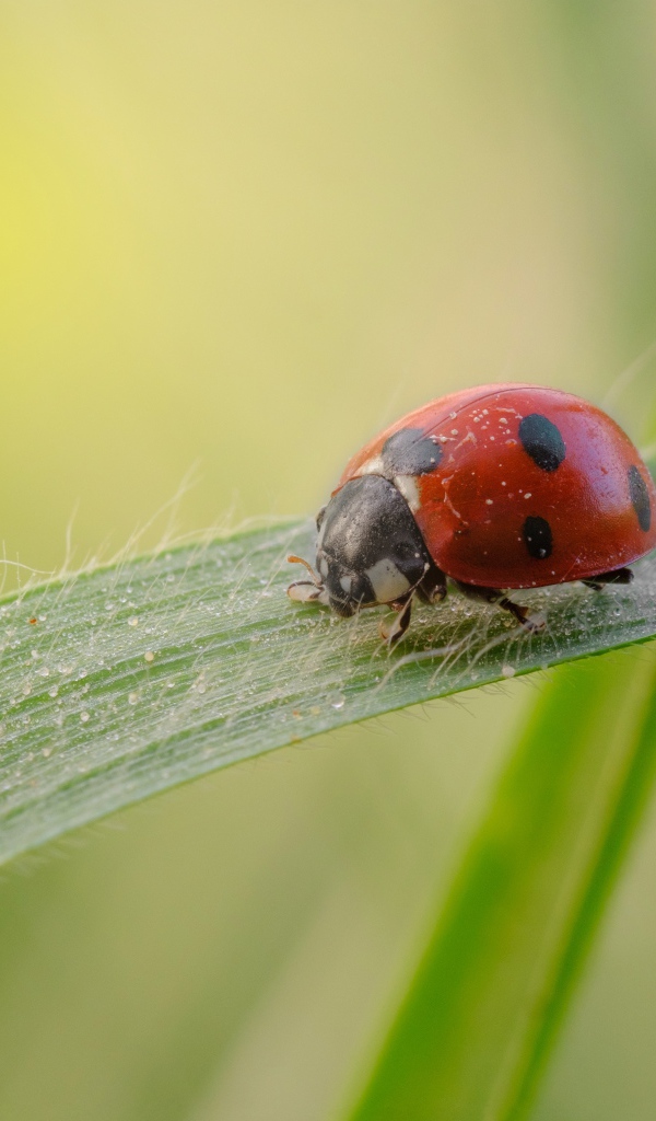 Маленькая божья коровка на зеленой траве 