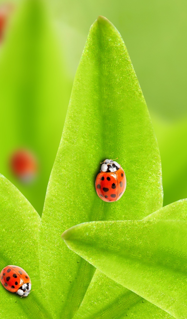 Много божьих коровок на зеленых листьях