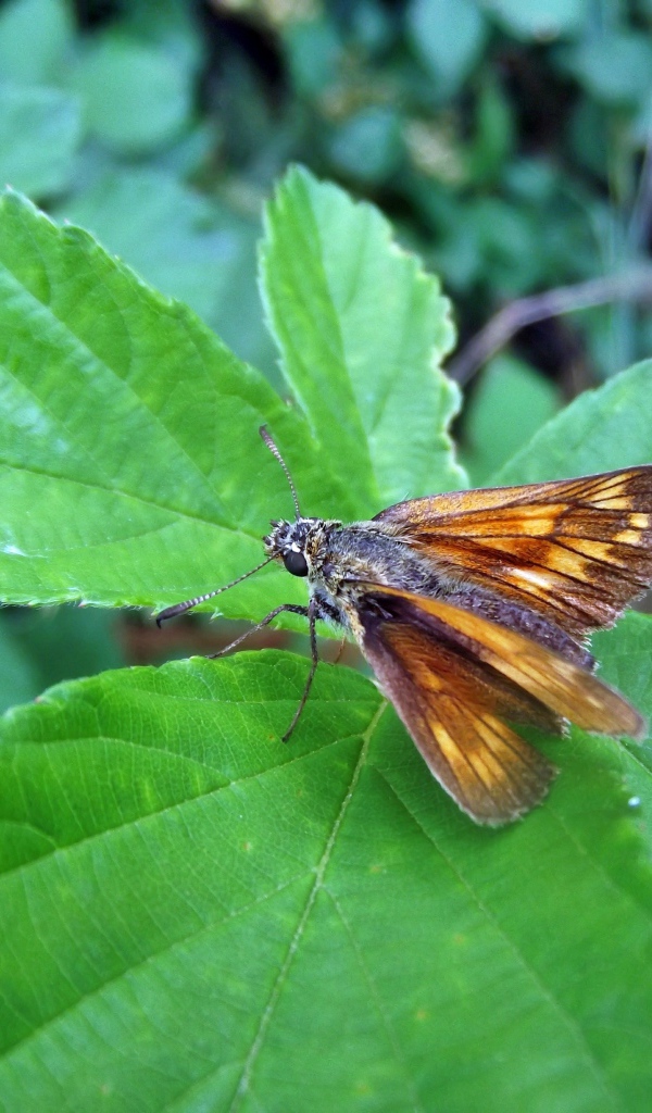 Мотылек на зеленом листе крупным планом