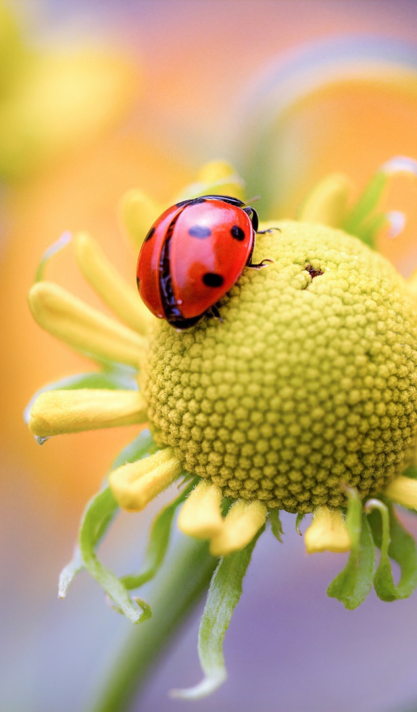 Красная божья коровка на цветке 