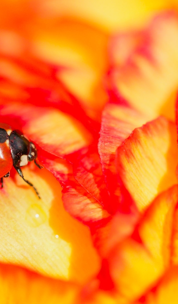 Красная божья коровка сидит на розе