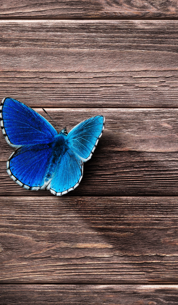 Маленькая синяя бабочка на деревянной поверхности