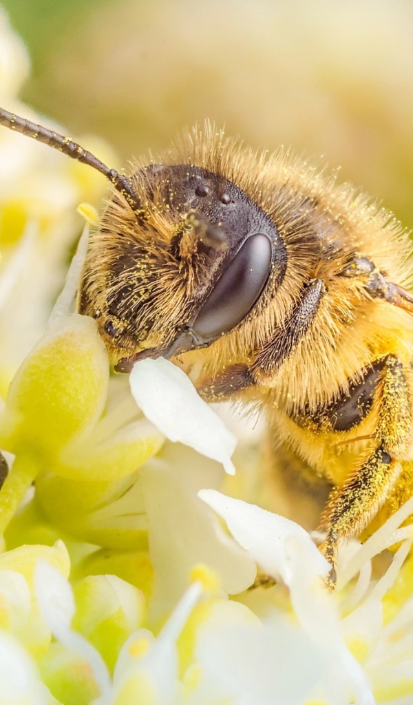 Пчела собирает нектар на белом цветке