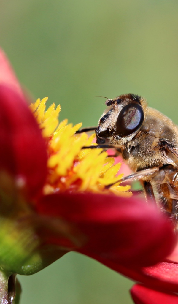 Пчела сидит на красном цветке георгины, макросъемка
