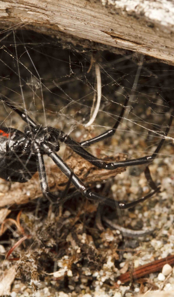 Большой черный паук на паутине