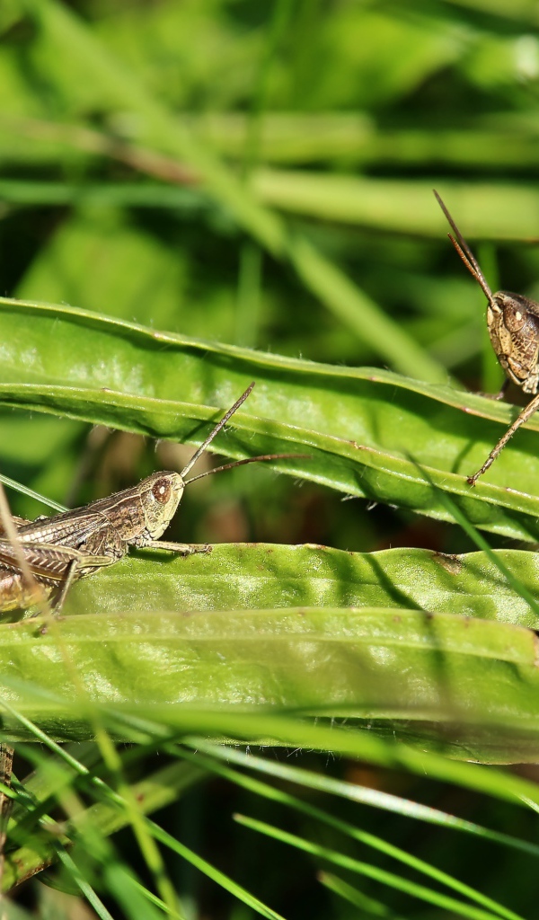 Два кузнечика сидят на зеленой траве