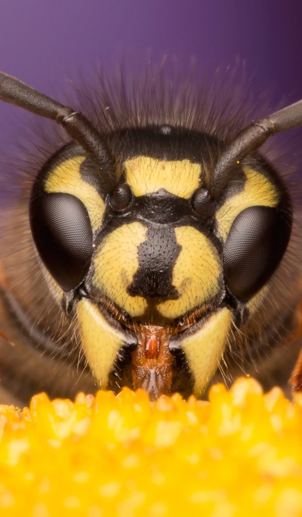 Оса на цветке крупным планом 