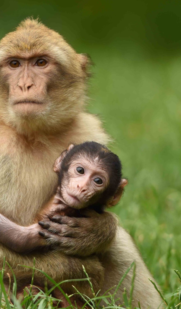 Маленькая обезьяна на руках у мамы 