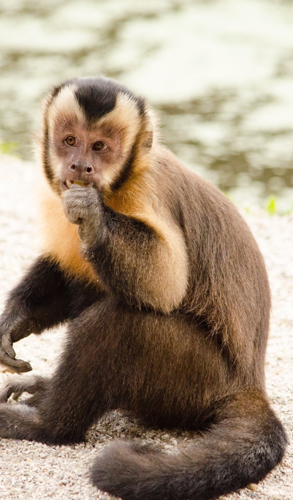 Обезьяна капуцин  сидит на песке