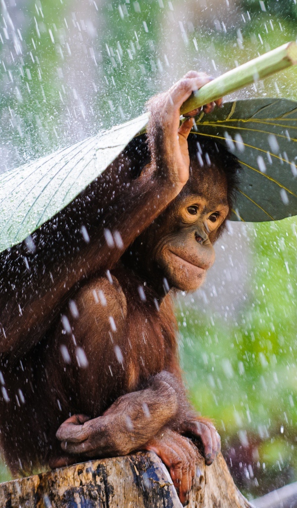 Орангутанг сидит под большим зеленым листом под дождем