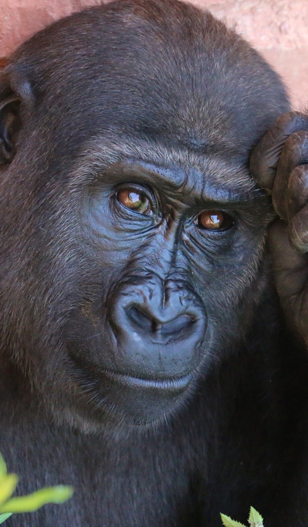 Умная горилла крупным планом