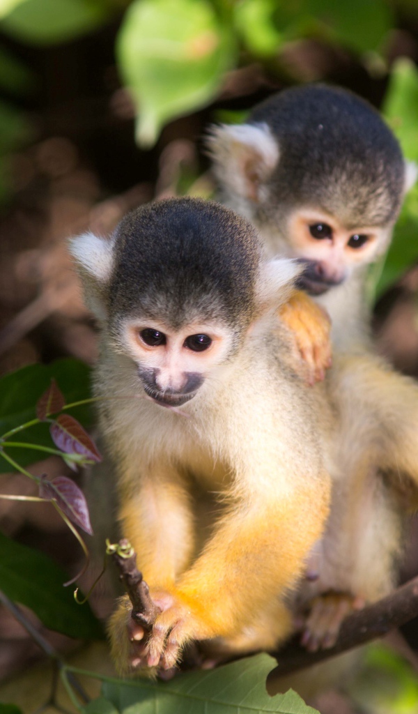 Две маленькие обезьянки на дереве