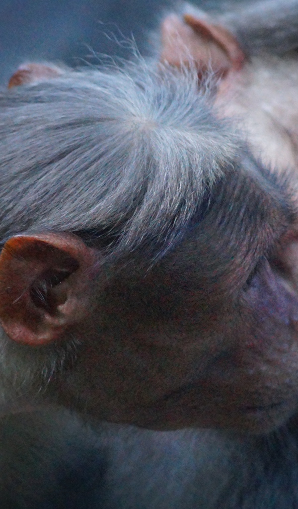 Две обезьяны обнимают друг друга