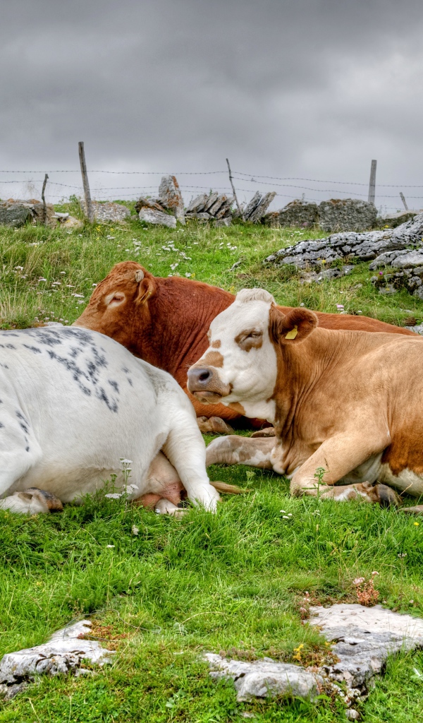 Стадо коров отдыхает на пастбище