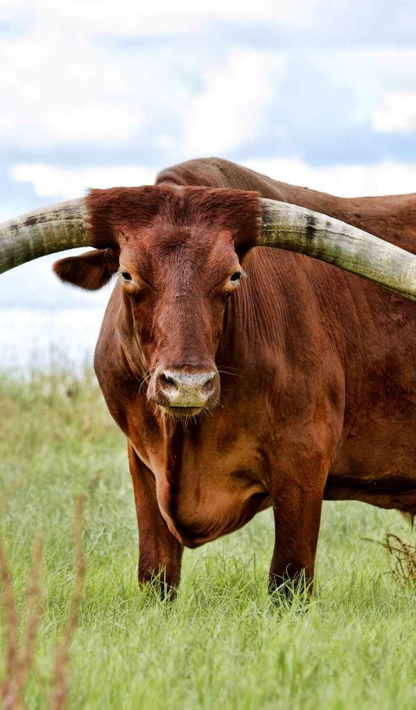 Коричневый бык с большими рогами