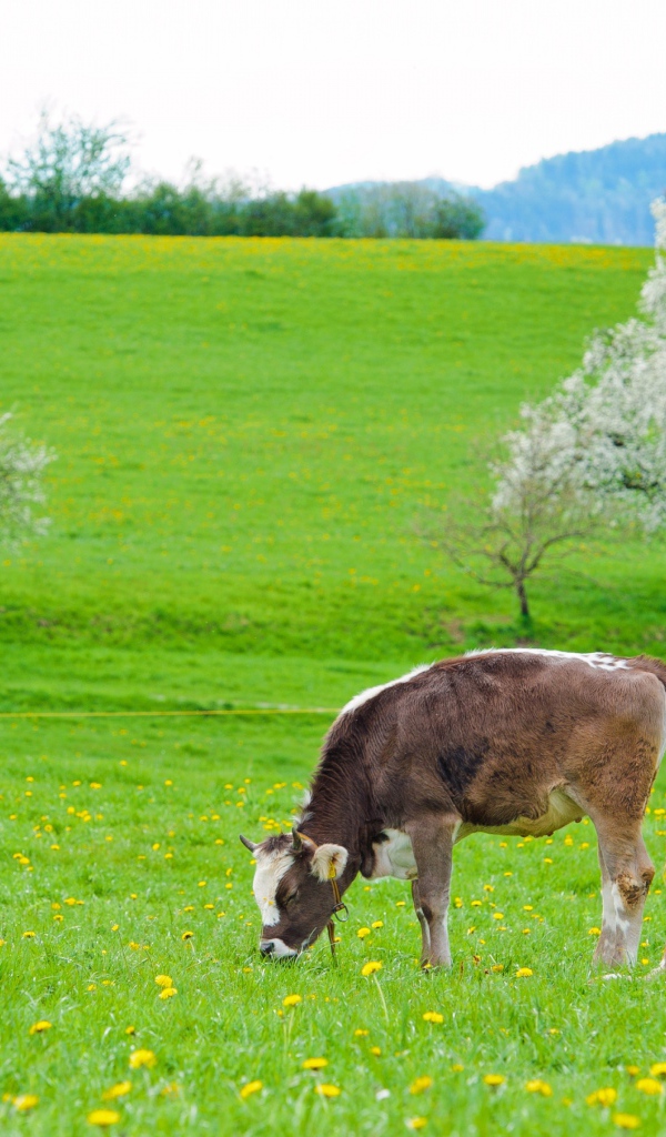 Коровы пасутся на зеленом лугу весной