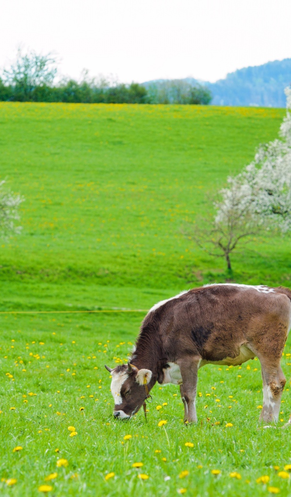 Коровы пасутся на зеленом лугу весной