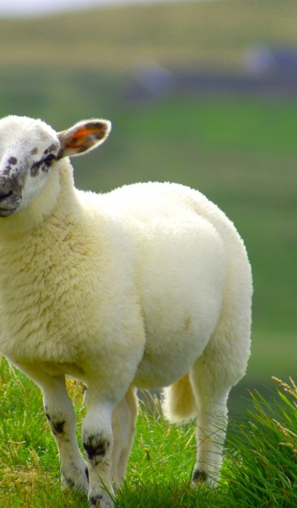 Пушистая белая овца на зеленой траве