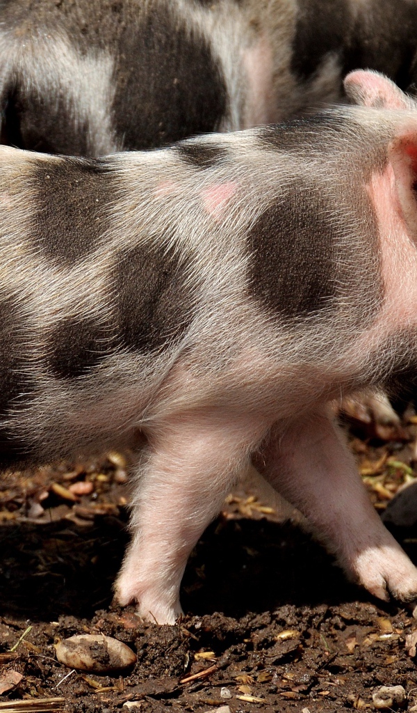 Забавные пятнистые поросята на земле