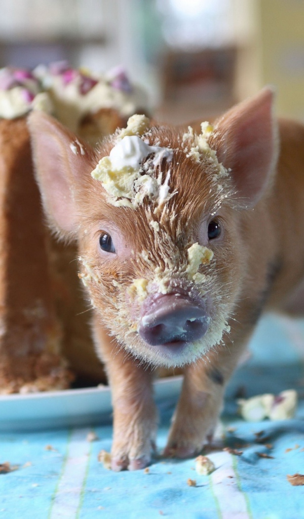 Маленький поросенок в креме из торта 