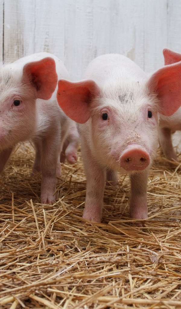 Маленькие розовые поросята в сарае