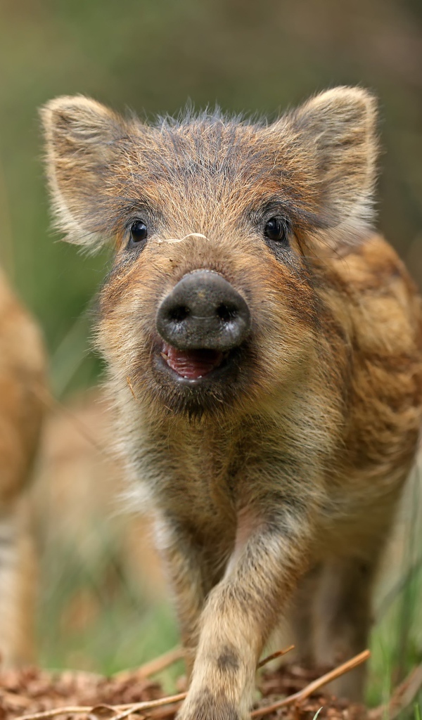 Маленькие дикие кабанчики в лесу