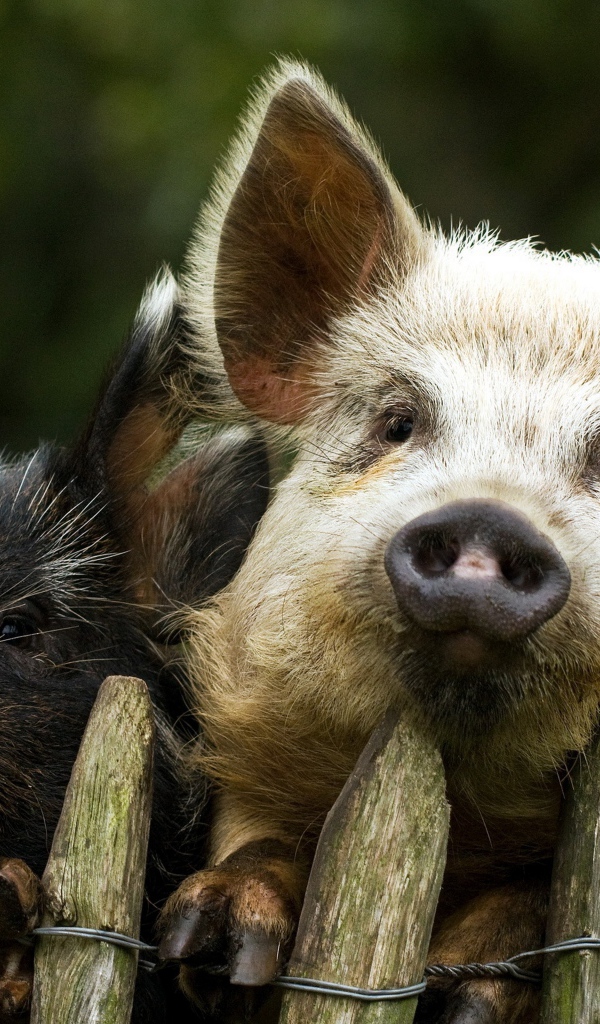 Две свиньи за забором